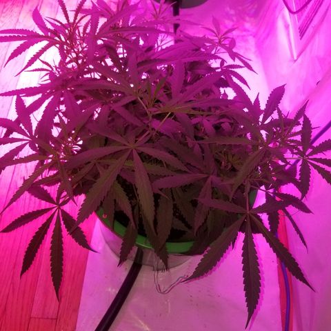 Bubblegum breath  #2 growlog timeline photo