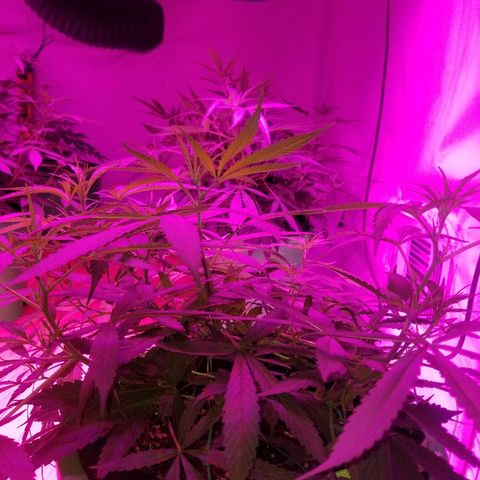 Bubblegum breath  #2 growlog timeline photo