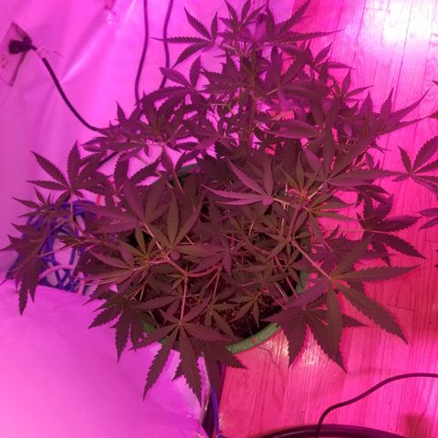 White widow  #1 growlog timeline photo