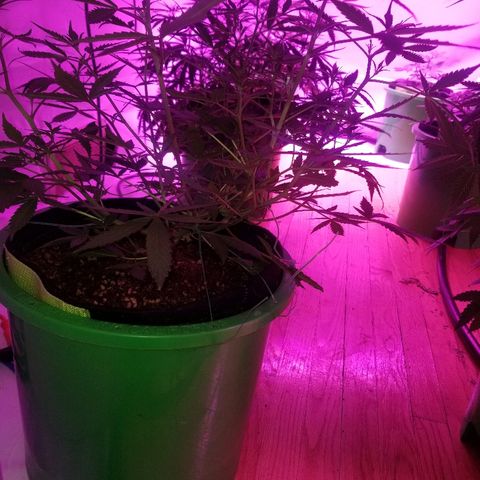 White widow  #1 growlog timeline photo
