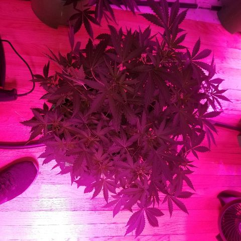 Bitchen Camaro  growlog timeline photo