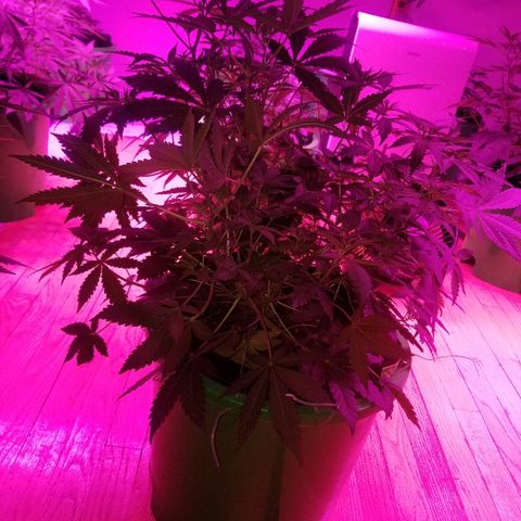 Bitchen Camaro  growlog timeline photo