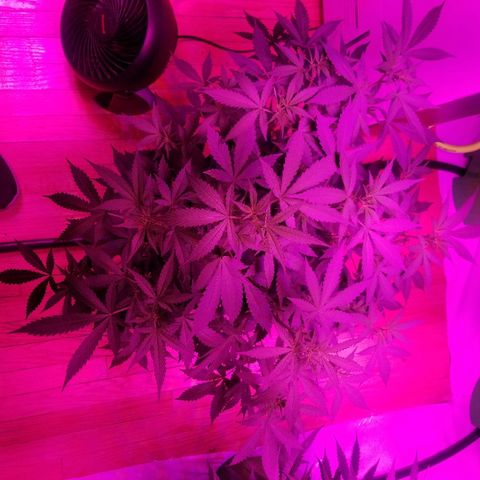Kracken #1 growlog timeline photo