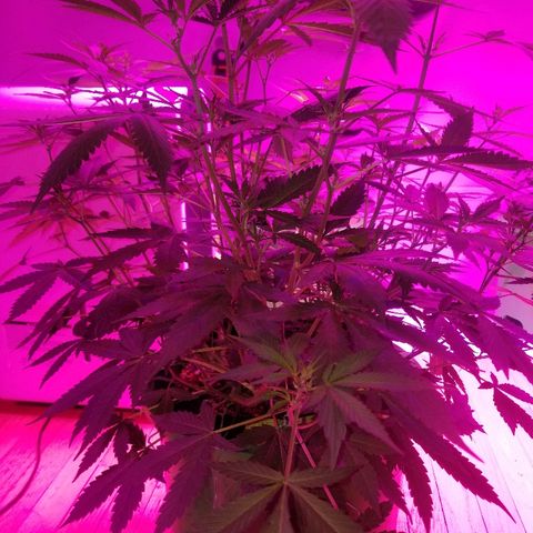 Kracken #1 growlog timeline photo