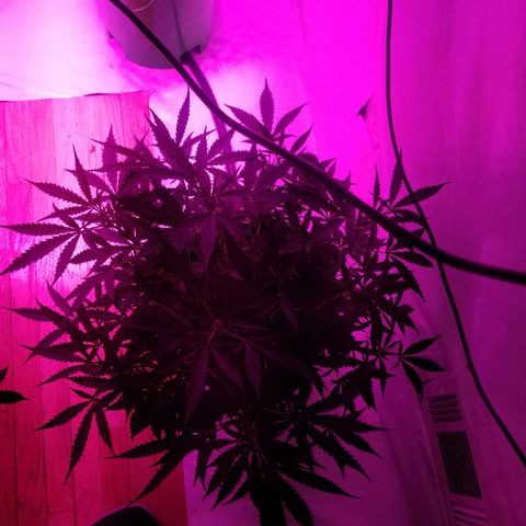 Kracken #2 growlog timeline photo