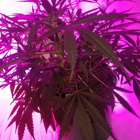 Kracken #2 growlog timeline photo