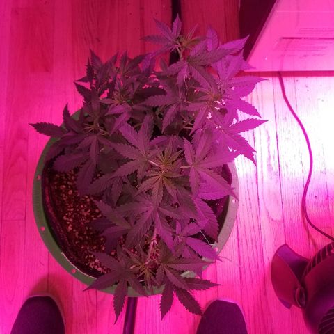Bam Bam #3 growlog timeline photo