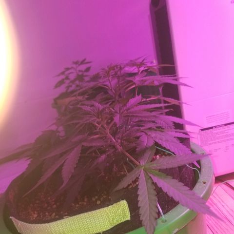 Bam Bam #3 growlog timeline photo