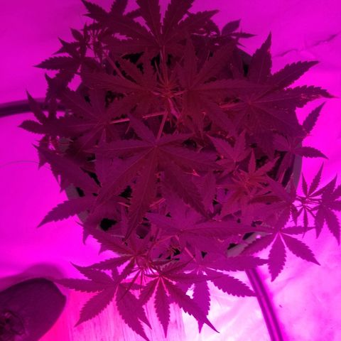 Do Si Dos Auto growlog timeline photo