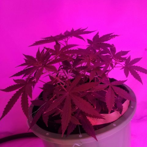 Do Si Dos Auto growlog timeline photo