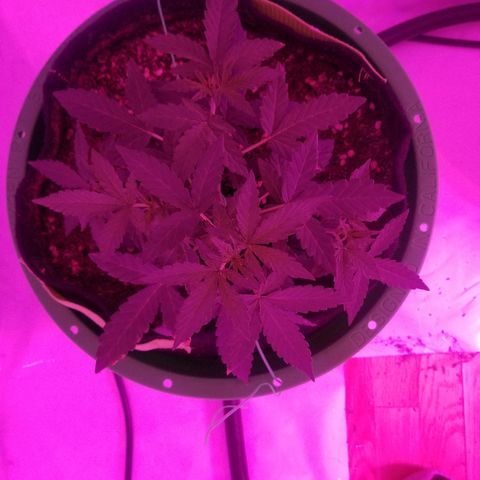 Bam Bam #1 growlog timeline photo
