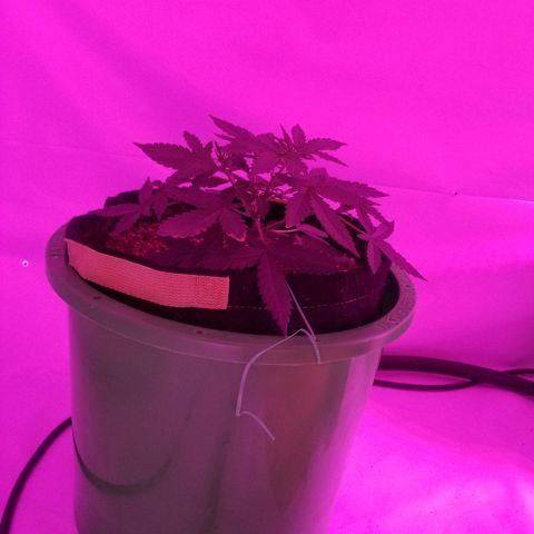 Bam Bam #1 growlog timeline photo