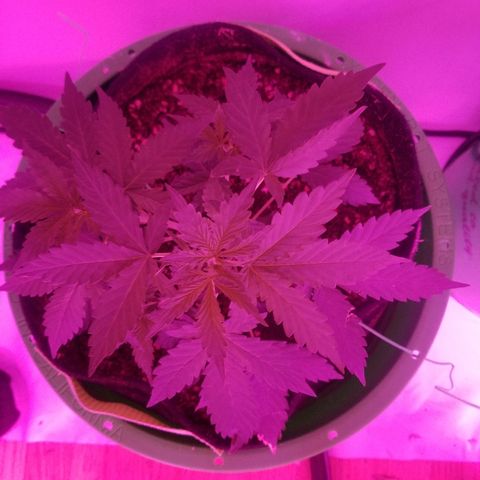 Bam Bam #2 growlog timeline photo