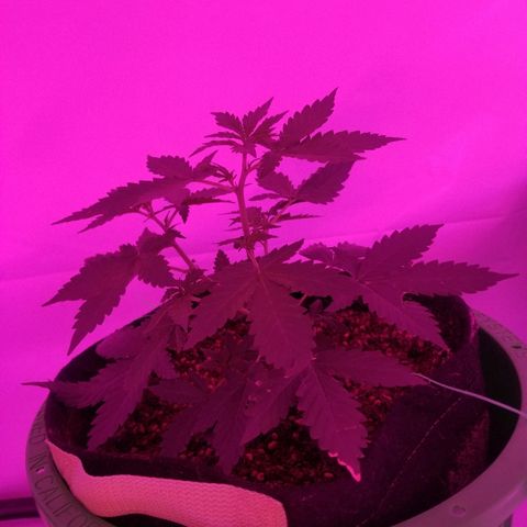 Bam Bam #2 growlog timeline photo