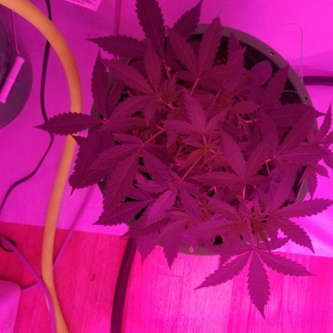 G14 #1 growlog timeline photo