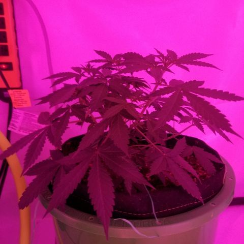 G14 #1 growlog timeline photo