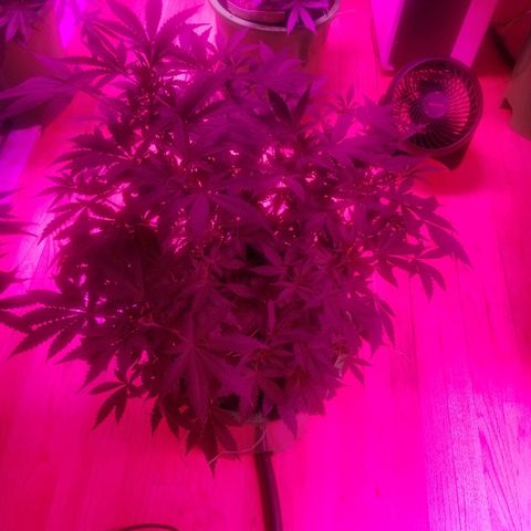 Bitchen Camaro  growlog timeline photo