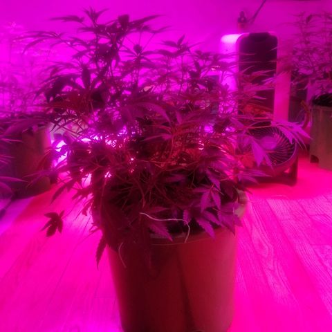 Bitchen Camaro  growlog timeline photo