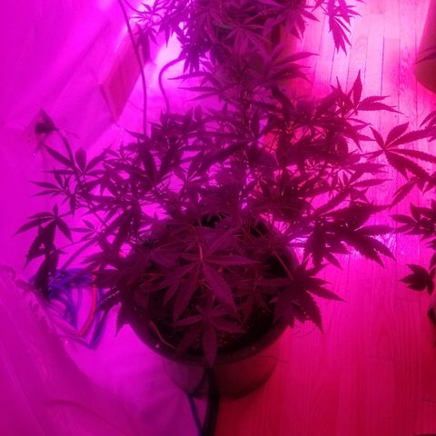 White widow  #1 growlog timeline photo