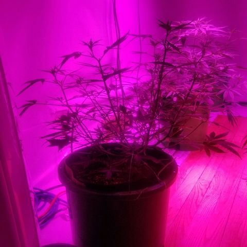 White widow  #1 growlog timeline photo