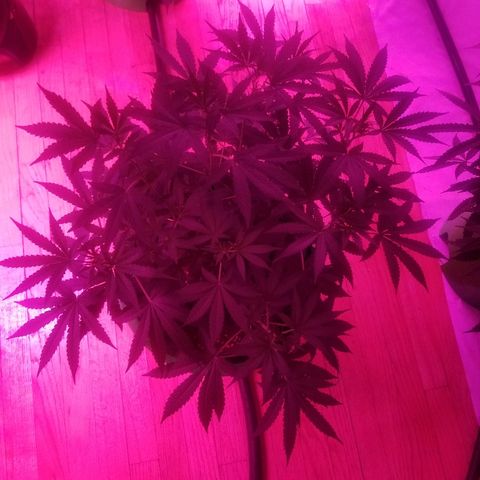 Bubblegum breath  #1 growlog timeline photo