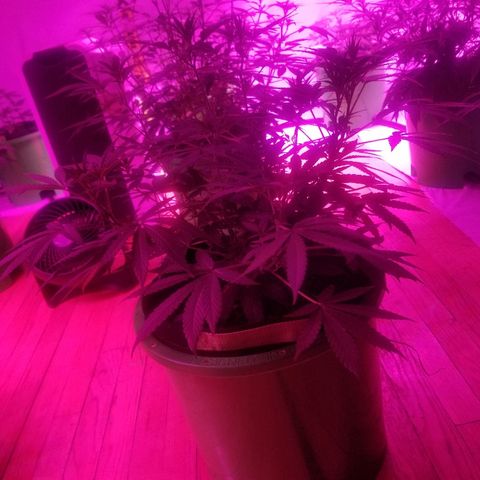 Bubblegum breath  #1 growlog timeline photo