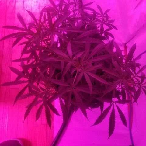 Bubblegum breath  #2 growlog timeline photo