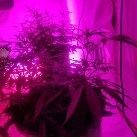Bubblegum breath  #2 growlog timeline photo