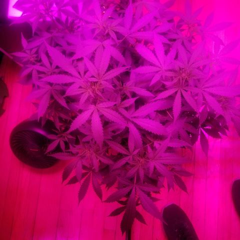 Kracken #1 growlog timeline photo