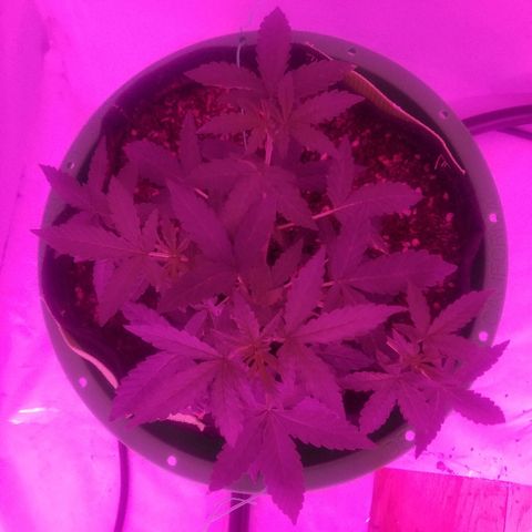 Bam Bam #1 growlog timeline photo
