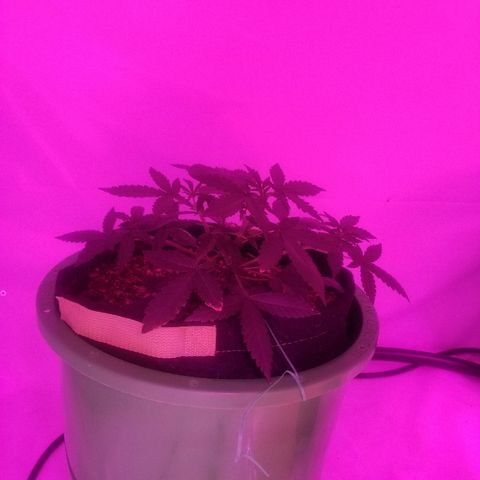 Bam Bam #1 growlog timeline photo