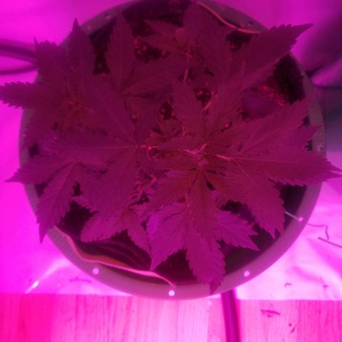 Bam Bam #2 growlog timeline photo