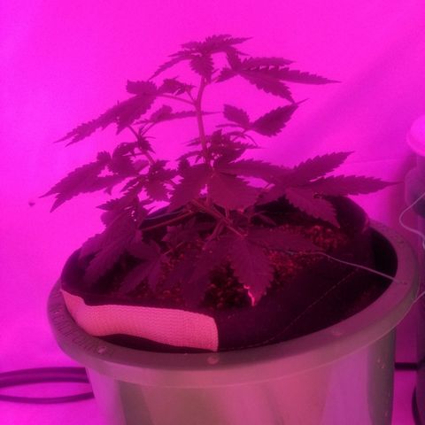 Bam Bam #2 growlog timeline photo