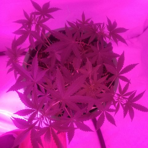 Do Si Dos Auto growlog timeline photo