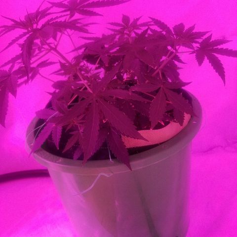 Do Si Dos Auto growlog timeline photo