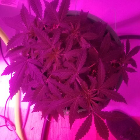G14 #1 growlog timeline photo
