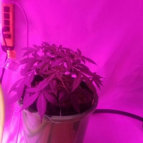 G14 #1 growlog timeline photo