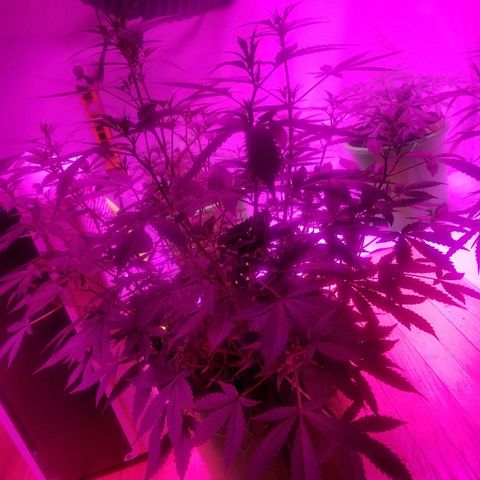 Kracken #1 growlog timeline photo