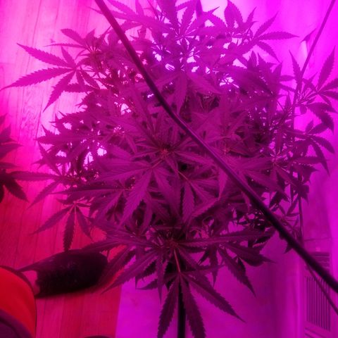 Kracken #2 growlog timeline photo
