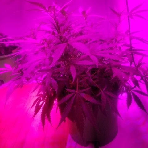 Kracken #2 growlog timeline photo