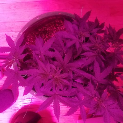 Bam Bam #3 growlog timeline photo