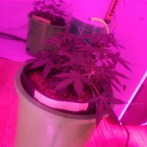 Bam Bam #3 growlog timeline photo