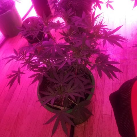 Bubblegum breath  #1 growlog timeline photo