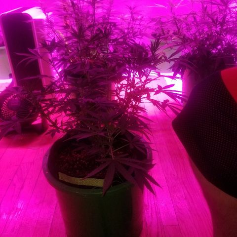 Bubblegum breath  #1 growlog timeline photo