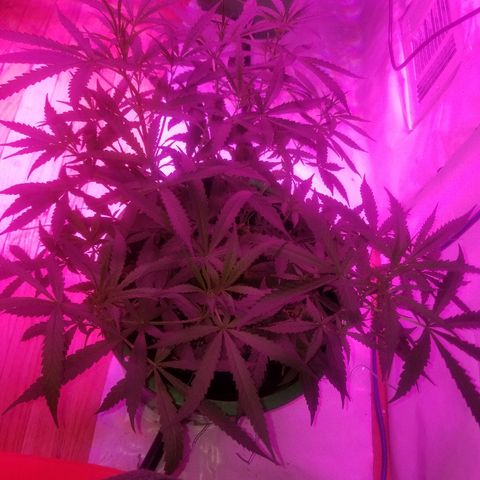 Bubblegum breath  #2 growlog timeline photo