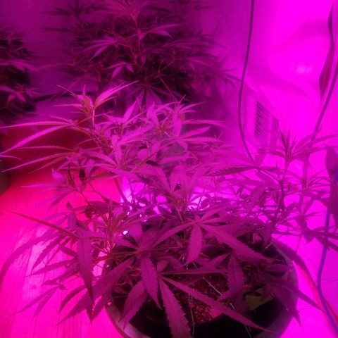 Bubblegum breath  #2 growlog timeline photo