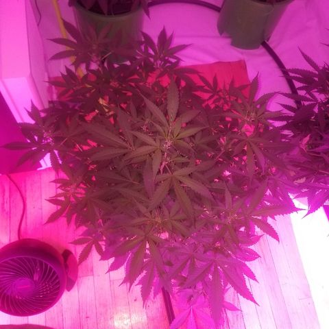 Kracken #1 growlog timeline photo