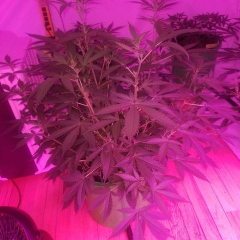 Kracken #1 growlog timeline photo