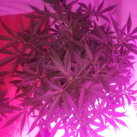 Kracken #2 growlog timeline photo