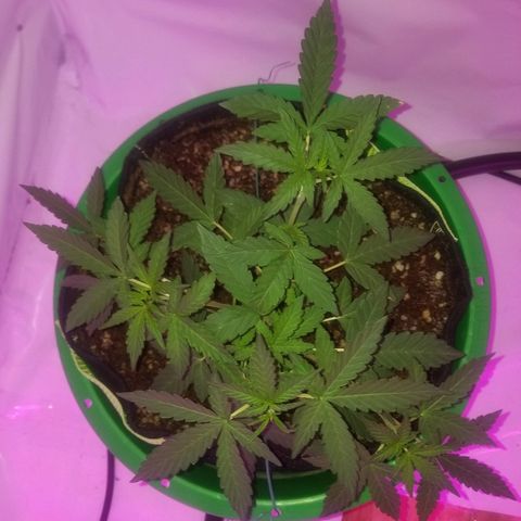 Bam Bam #1 growlog timeline photo